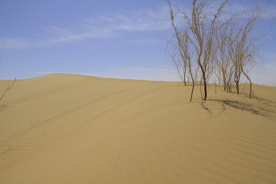 沙漠