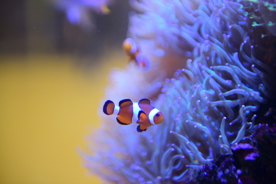 水族館珊瑚