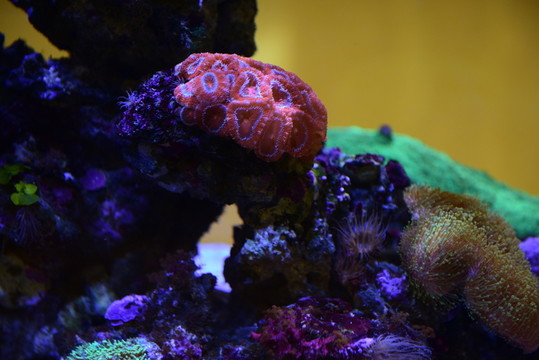 水族館珊瑚