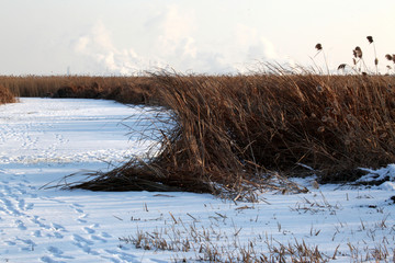 濕地 冬天 白雪 蘆葦