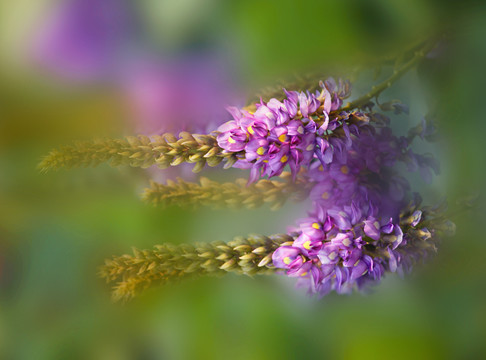 葛花