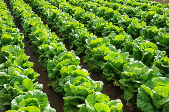 salatfeld