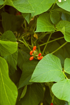 豆的花
