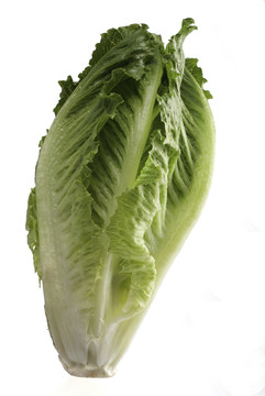 生菜