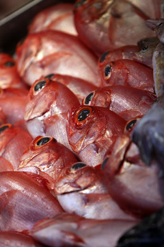 在魚市場食用魚