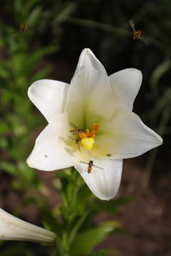 花園
