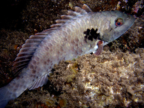 seepapagei