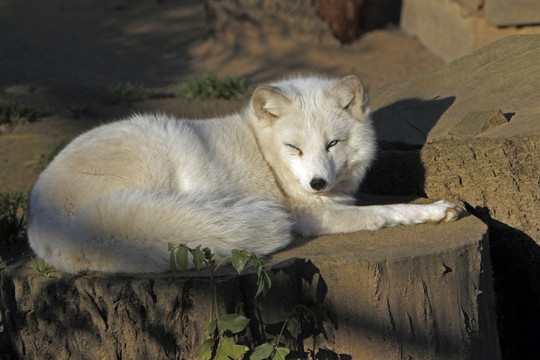 weisser polarfuchs