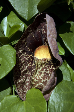 riesenosturluzie  -  aristolochia gigantea