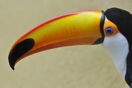 鳥
