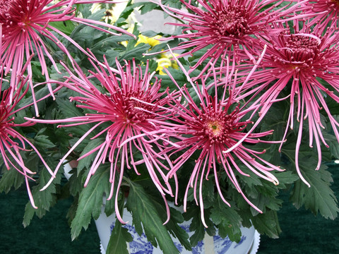 菊花