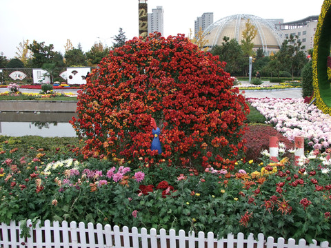 菊花 景觀