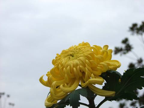 菊花