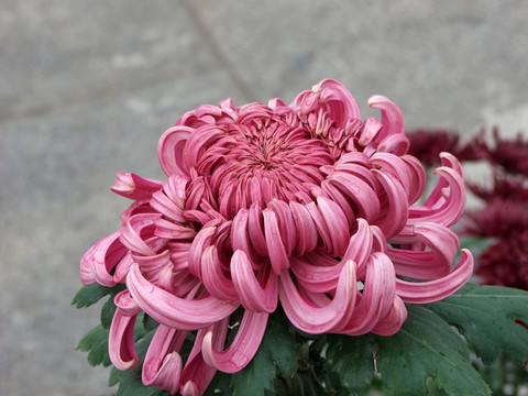 菊花