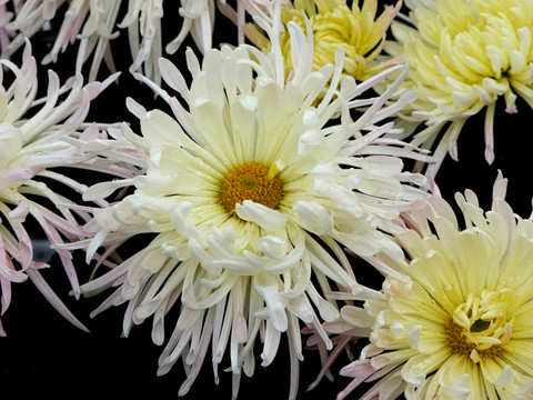 菊花