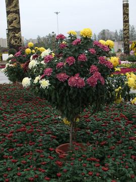 菊花