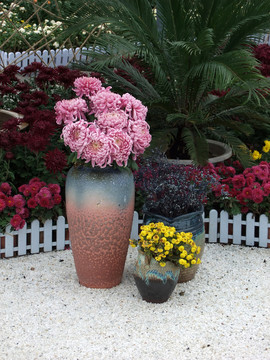 菊花 小品
