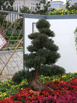 菊花 小品