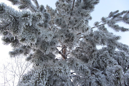 雪松