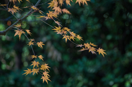 楓葉