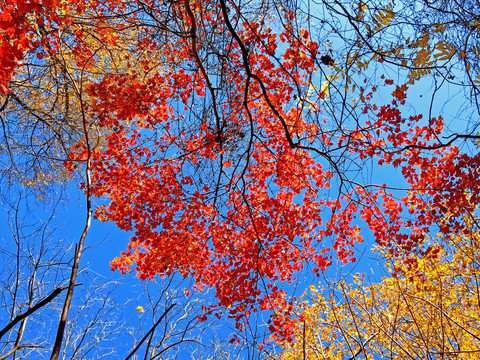 紅葉谷景色