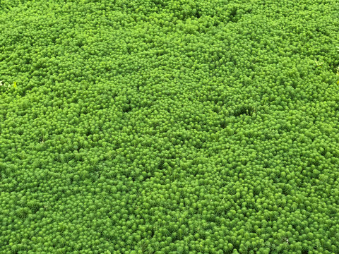 水塘 水草
