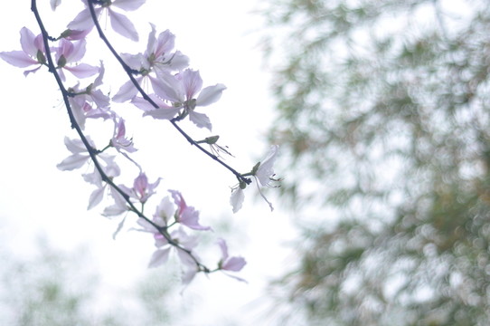 紫荊花