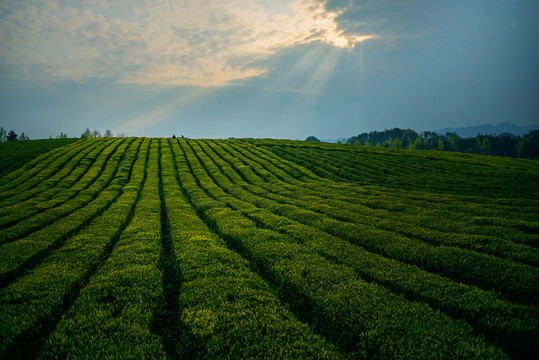 茶園茶海