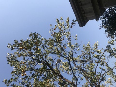 果實(shí)橘子樹