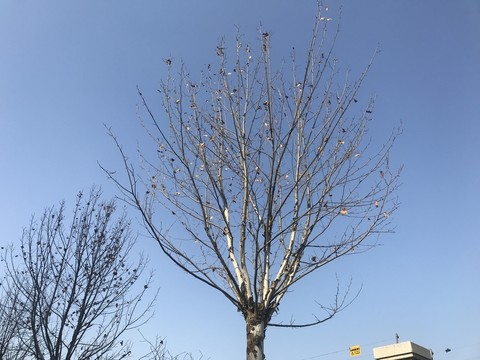 秋天的枯樹