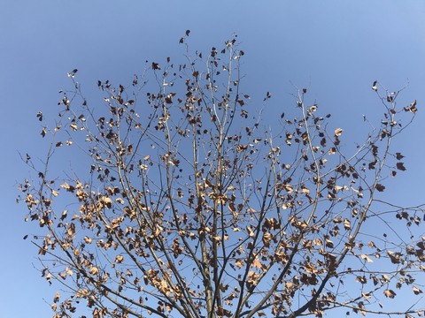 秋天的枯樹枝