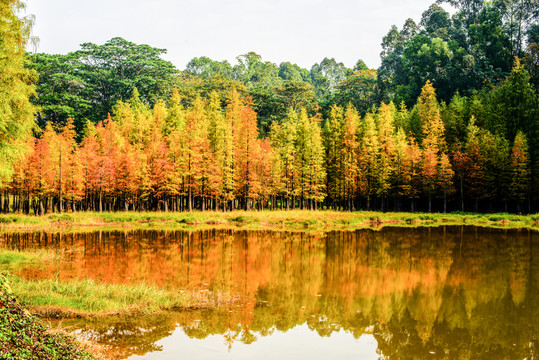 紅杉樹林