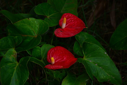 紅運當頭 花朵