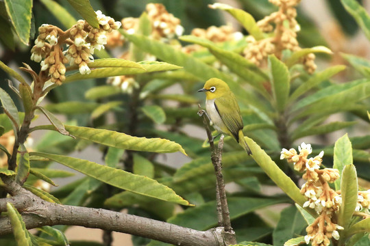 繡眼鳥 花鳥圖