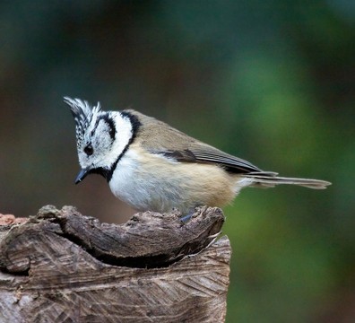 鳳頭的山雀