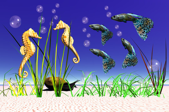 海馬和魚