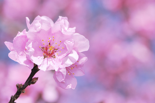 藍色
