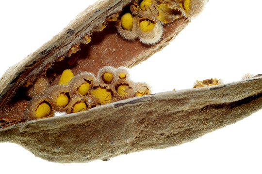 火焰樹的seedpod