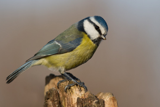 bluetit