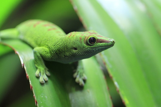 在特寫(xiě)鏡頭的taggecko