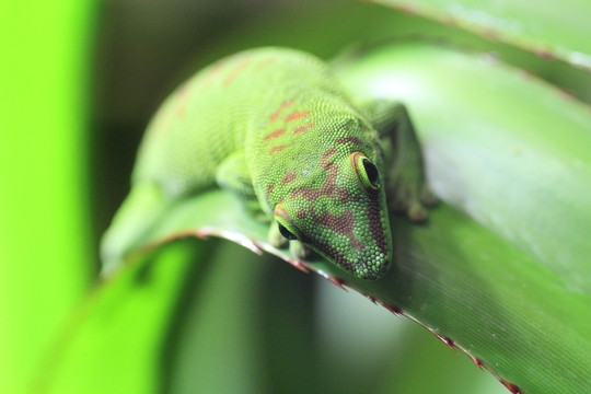 在特寫(xiě)鏡頭的taggecko