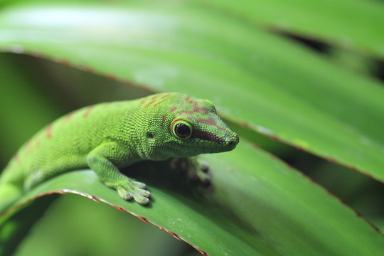 在特寫(xiě)鏡頭的taggecko