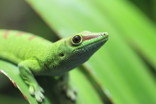 在特寫(xiě)鏡頭的taggecko
