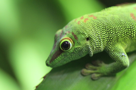 在特寫(xiě)鏡頭的taggecko
