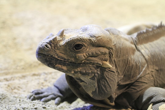 在特寫鏡頭的nashornleguan