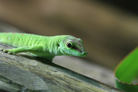 在特寫(xiě)鏡頭的taggecko