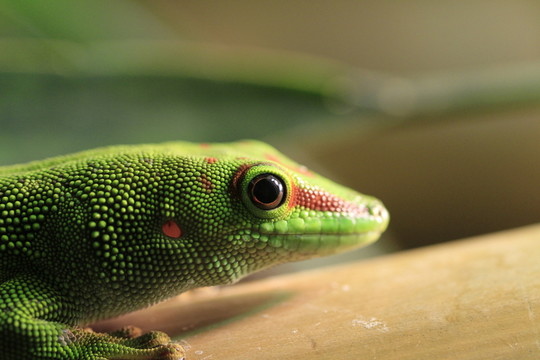 在特寫鏡頭的taggecko