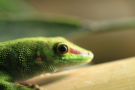 在特寫(xiě)鏡頭的taggecko