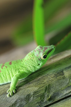在特寫(xiě)鏡頭的taggecko