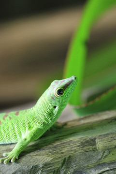 在特寫(xiě)鏡頭的taggecko
